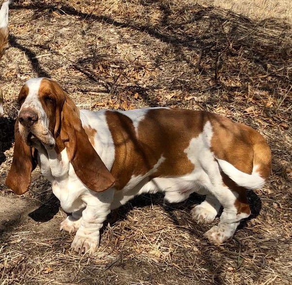 Christensen's Angus | Basset Hound 