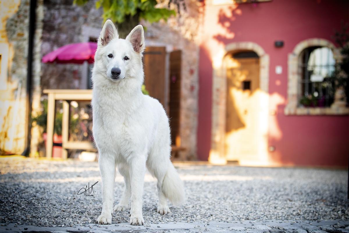 Absolute White Chocolate My Umemiduki | White Swiss Shepherd Dog 