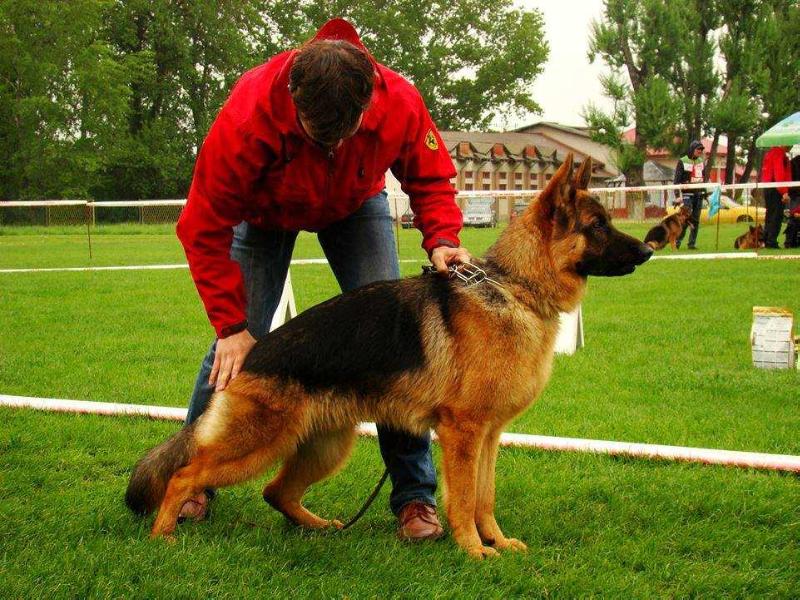 S'Axi aus dem Schessburg | German Shepherd Dog 