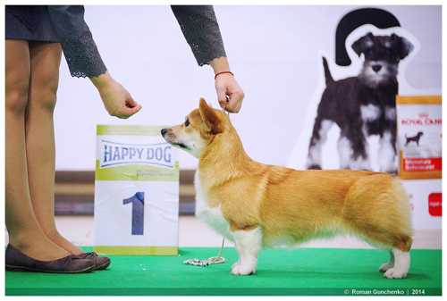 Style Life Golden Arrow | Pembroke Welsh Corgi 