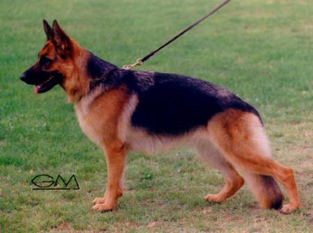 Gipsy del Monte Poliziano | German Shepherd Dog 