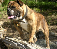 Texas Bulldogge's Maggie Mae | Olde English Bulldogge 