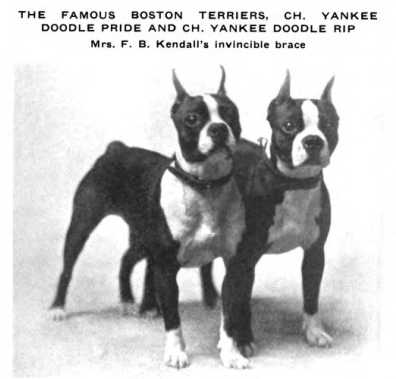 Yankee Doodle Rip | Boston Terrier 