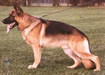 Laios van Noort | German Shepherd Dog 