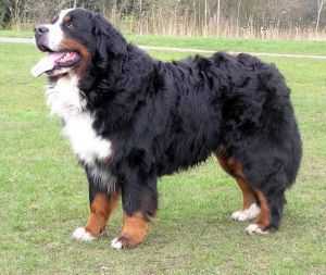 Earl Maximillian of Sofie's Pride | Bernese Mountain Dog 