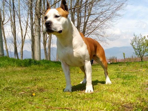 Nikita Eight Miles               Ataxia clear | American Staffordshire Terrier 