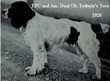 Tedwyn's Trex | English Springer Spaniel 