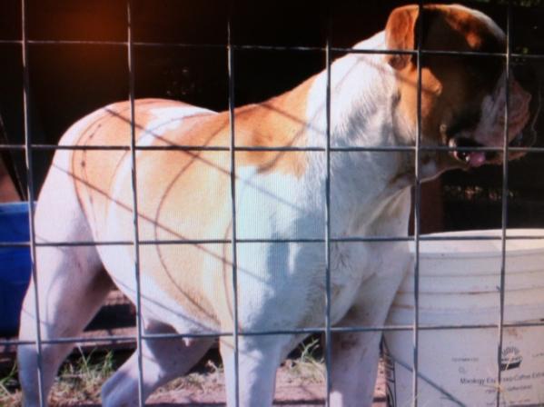 Preachers Cherokee of LSSB | American Bulldog 