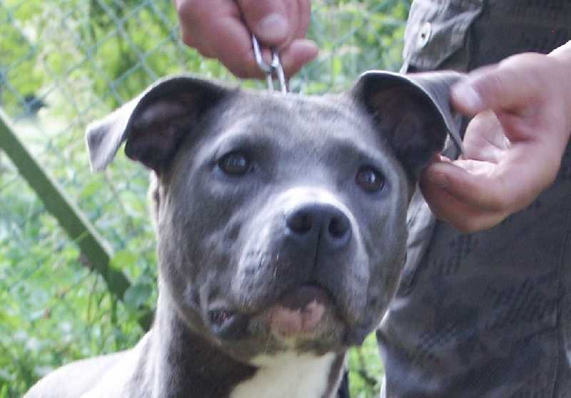 aloa du haras des blons | American Staffordshire Terrier 