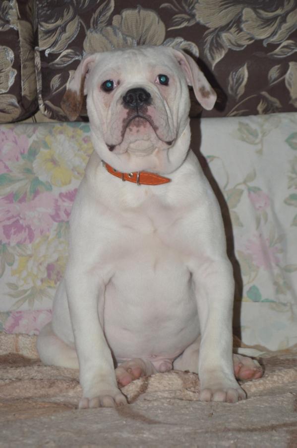 Vavilon | American Bulldog 