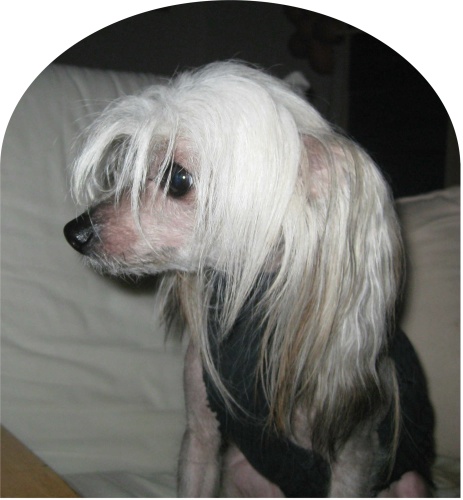 Oromuson Wua Questo Qua | Chinese Crested 