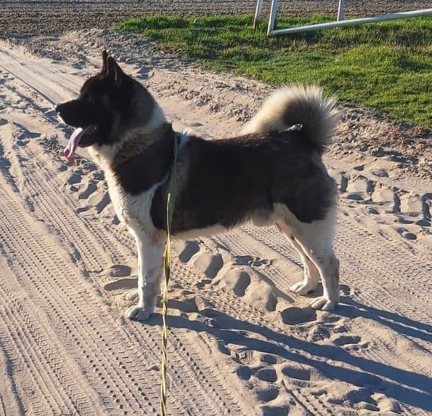 Rain Von Bär Graulich | Akita 
