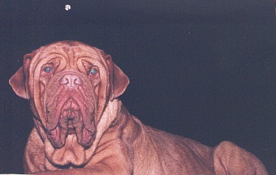 Hot Diggity's Shabba Rhea | Dogue de Bordeaux 
