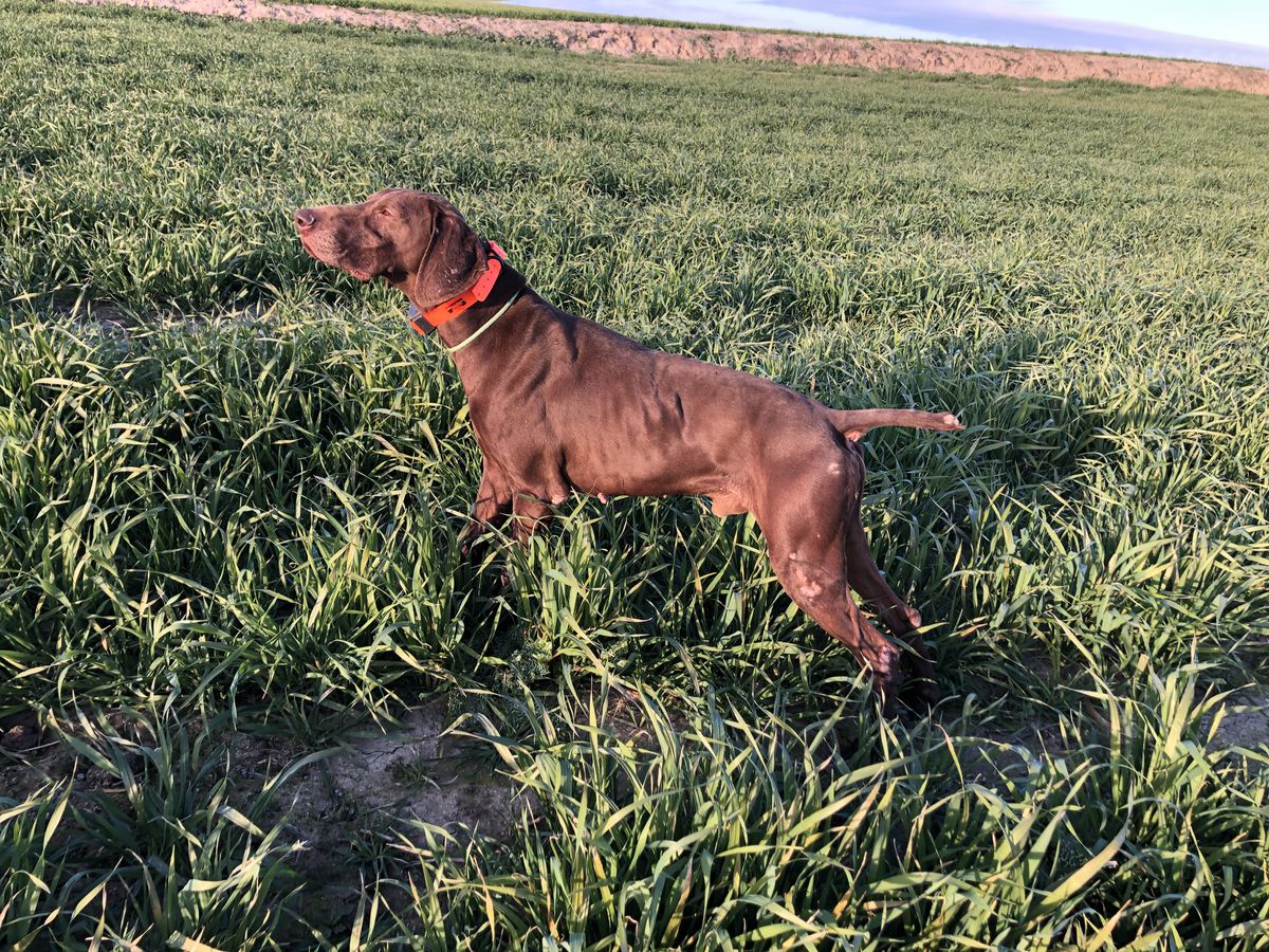 ZICO DELLA VAL DI REM | German Shorthaired Pointer 