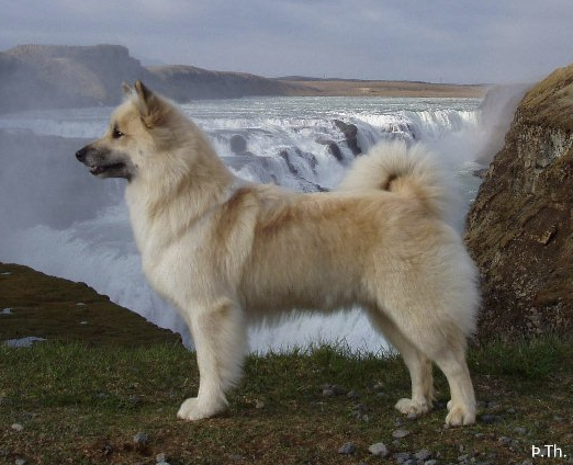 Kersins Katla - 6521/02 | Icelandic Sheepdog 