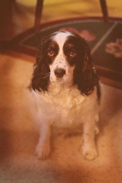 Lightning Lucy | English Springer Spaniel 