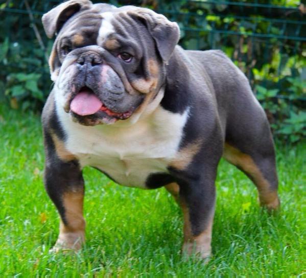 Bullforce Disney of shakka bulls | Olde English Bulldogge 