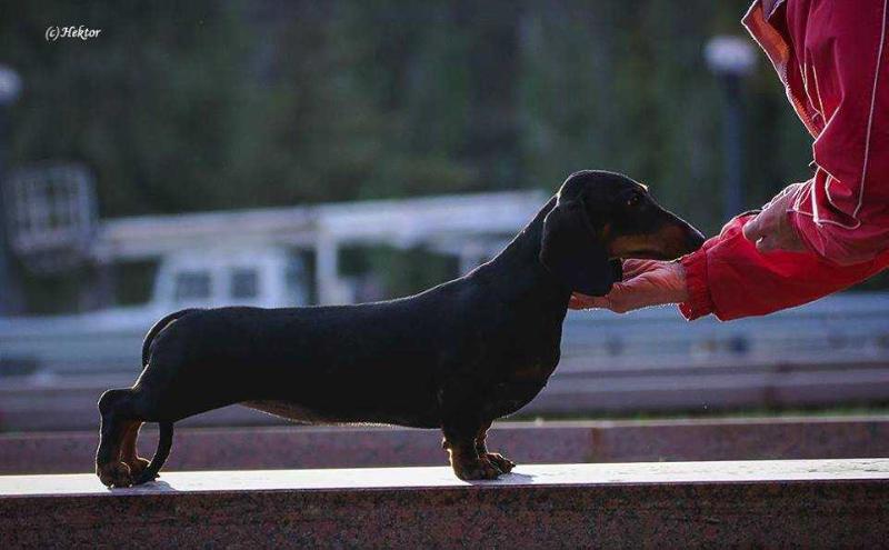 KOSTA FELICITAS ORNIA | Dachshund 