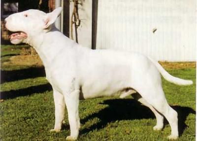 BARNY of Galloway | Bull Terrier 