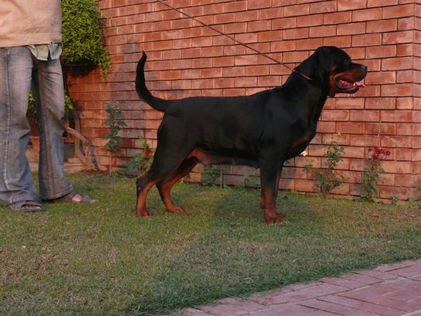 Coco Flash Rouse | Rottweiler 