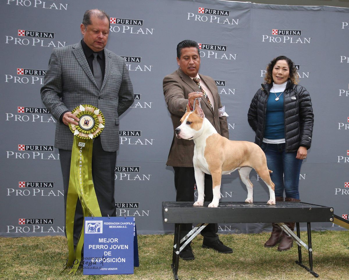 MIZTLI VS ROYAL SERBIAN AMSTAF | American Staffordshire Terrier 