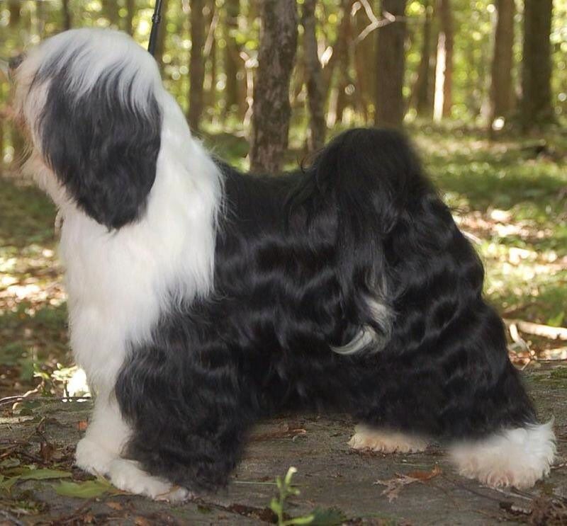 BACARDI OF DARKNESS AT ALILAH | Tibetan Terrier 