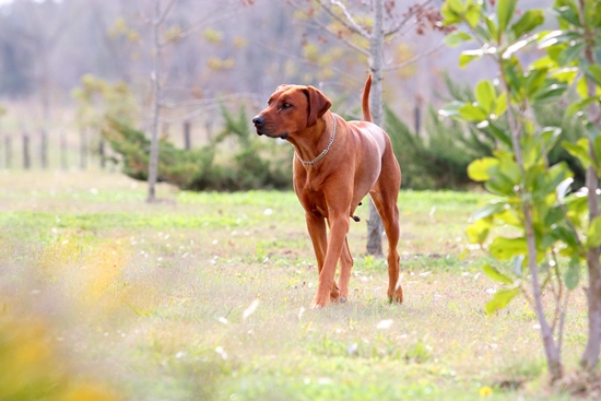 Blaquie Of Argos G&amp;C | Rhodesian Ridgeback 