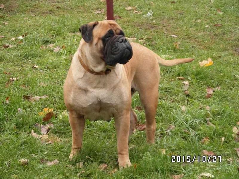 Legionas Corrida de Toros | Bullmastiff 