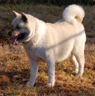 Mariah's Little Diva | Akita 