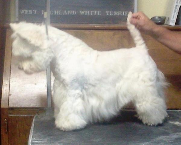 Skaket's Mistress Chloe | West Highland White Terrier 