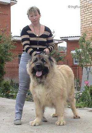 Lavina | Caucasian Mountain Dog 