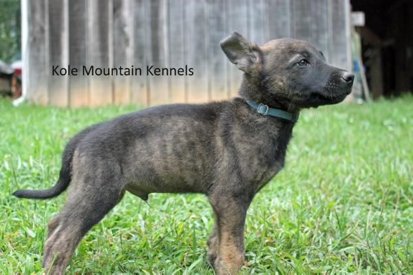 Kole Mountain's Cees (Mr L Rodriquez) | Dutch Shepherd 