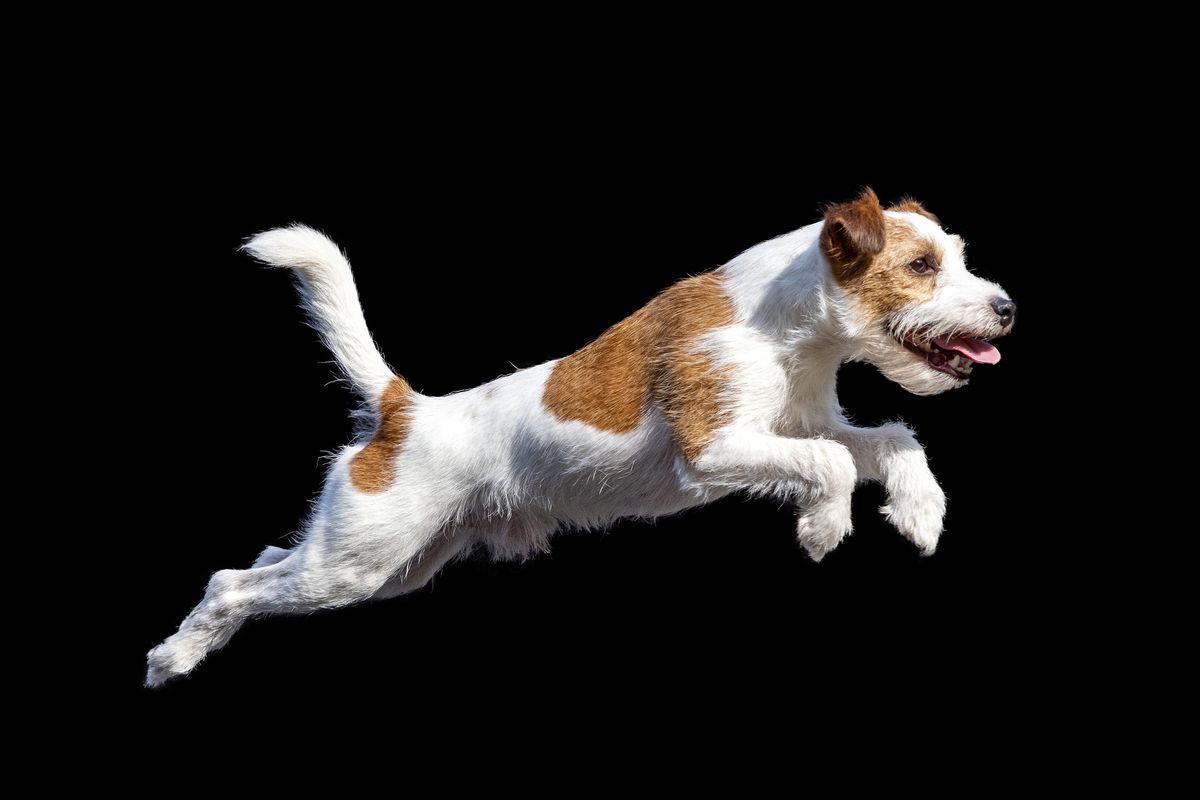 Amico Terrier's Vulcan Attack | Parson Russell Terrier 