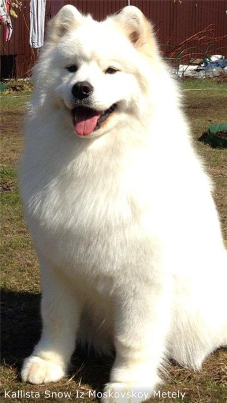 Kallista Snow iz Moskovskoy Metely | Samoyed 