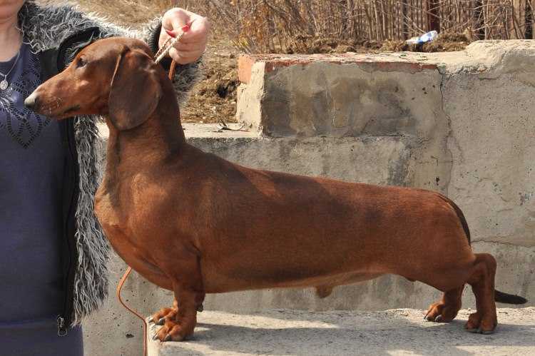 KANTRI PARK'S ARAGON | Dachshund 