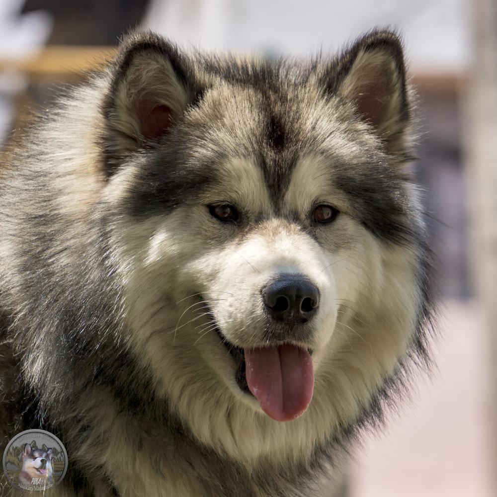 SOUL NORDIC KOYA | Alaskan Malamute 