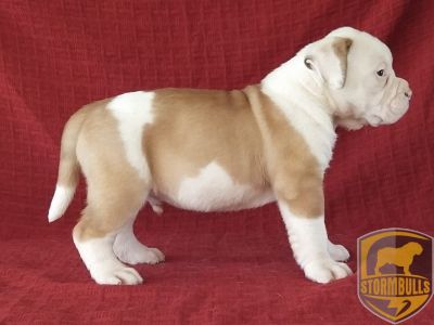 STORMBULLS CONDE DOOKAN | American Bulldog 