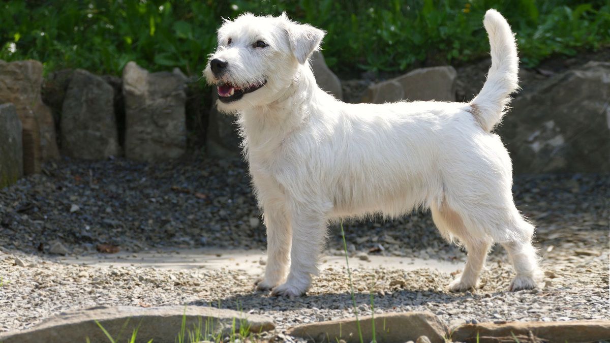 DUSZKA Colosseum | Jack Russell Terrier 