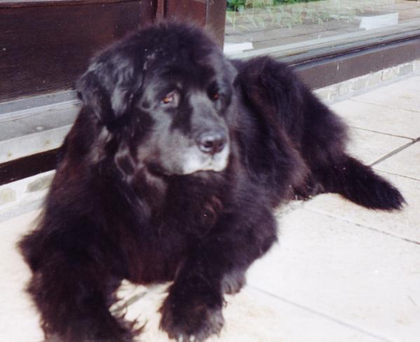 Perrine of the Thatch Roof | Newfoundland 