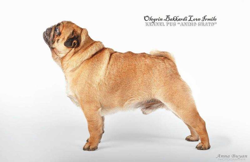 Olegrin Bakkardi Love Irmile | Pug 