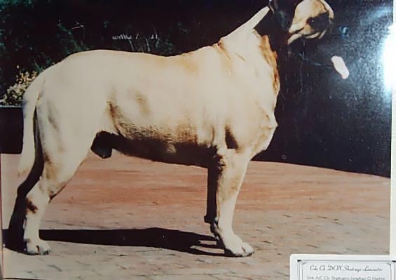 Dox Shatrugo Lancaster | Bullmastiff 