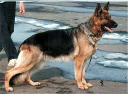 Dixi vom Natoplatz | German Shepherd Dog 