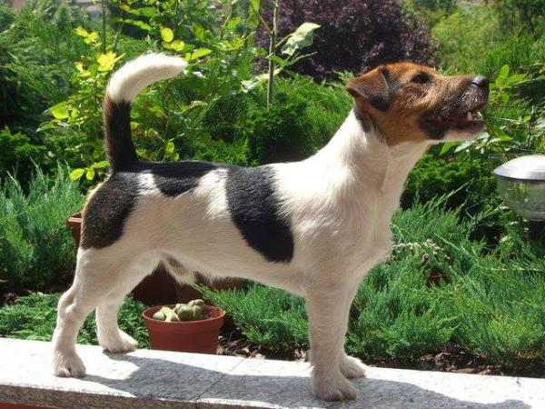 Jocose Jockey Alexander | Jack Russell Terrier 