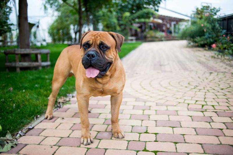 Apollo | Bullmastiff 