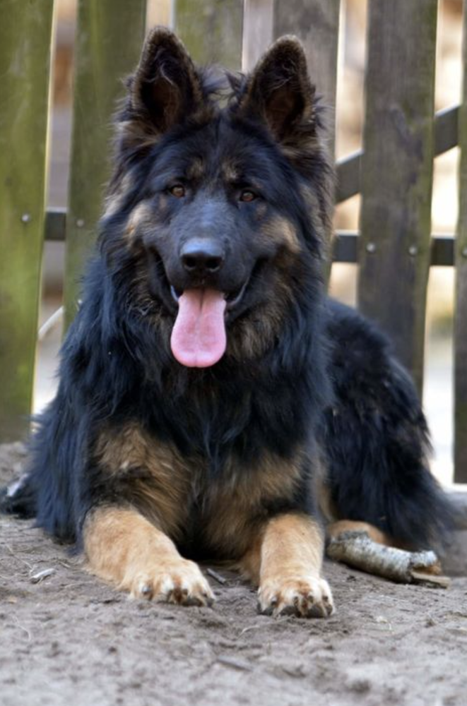 Gismo vom Ratsberg | German Shepherd Dog 