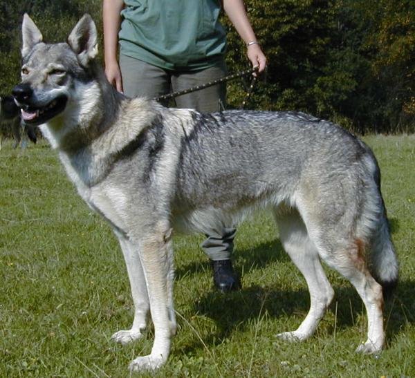 Citka Kollárov dvor | Czechoslovakian Wolfdog 