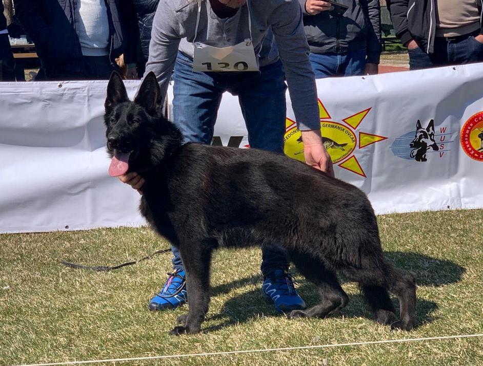 Wanda de Panait | German Shepherd Dog 