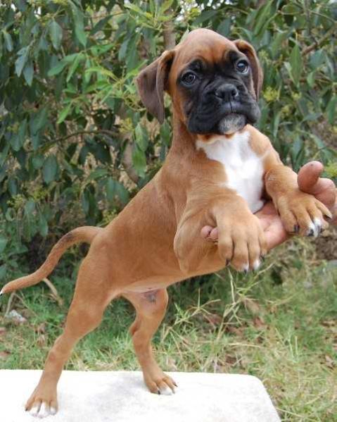 Jonhy Deep | Boxer 