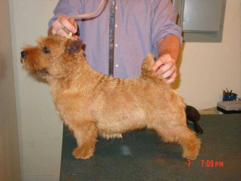 Yarrow's Edel Weiss | Norwich Terrier 