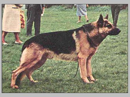 Axel vom Pfinzland | German Shepherd Dog 